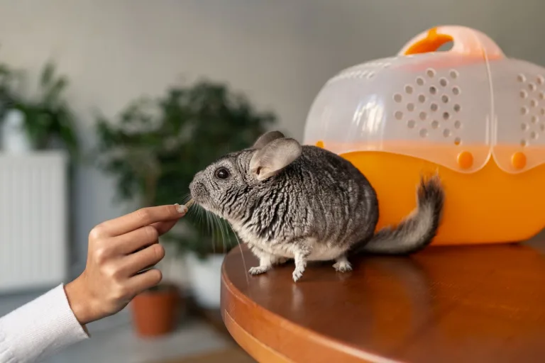 Fractyl’s GLP-1 Obesity Gene Therapy Performs Well in Weight Loss For Mice