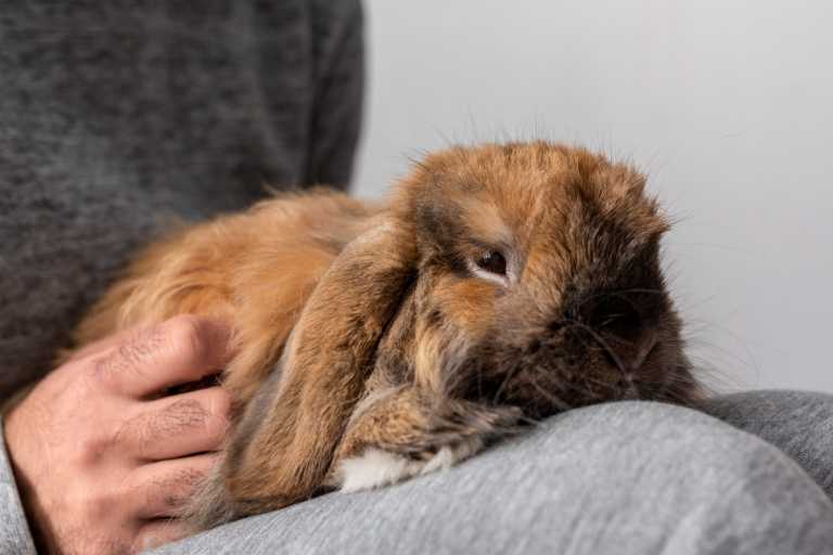 Neumora Schizophrenia Therapy on Hold After Rabbits Face Convulsions